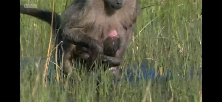 Grey-footed chacma baboon (Papio ursinus griseipes) as shown in Planet Earth - From Pole to Pole